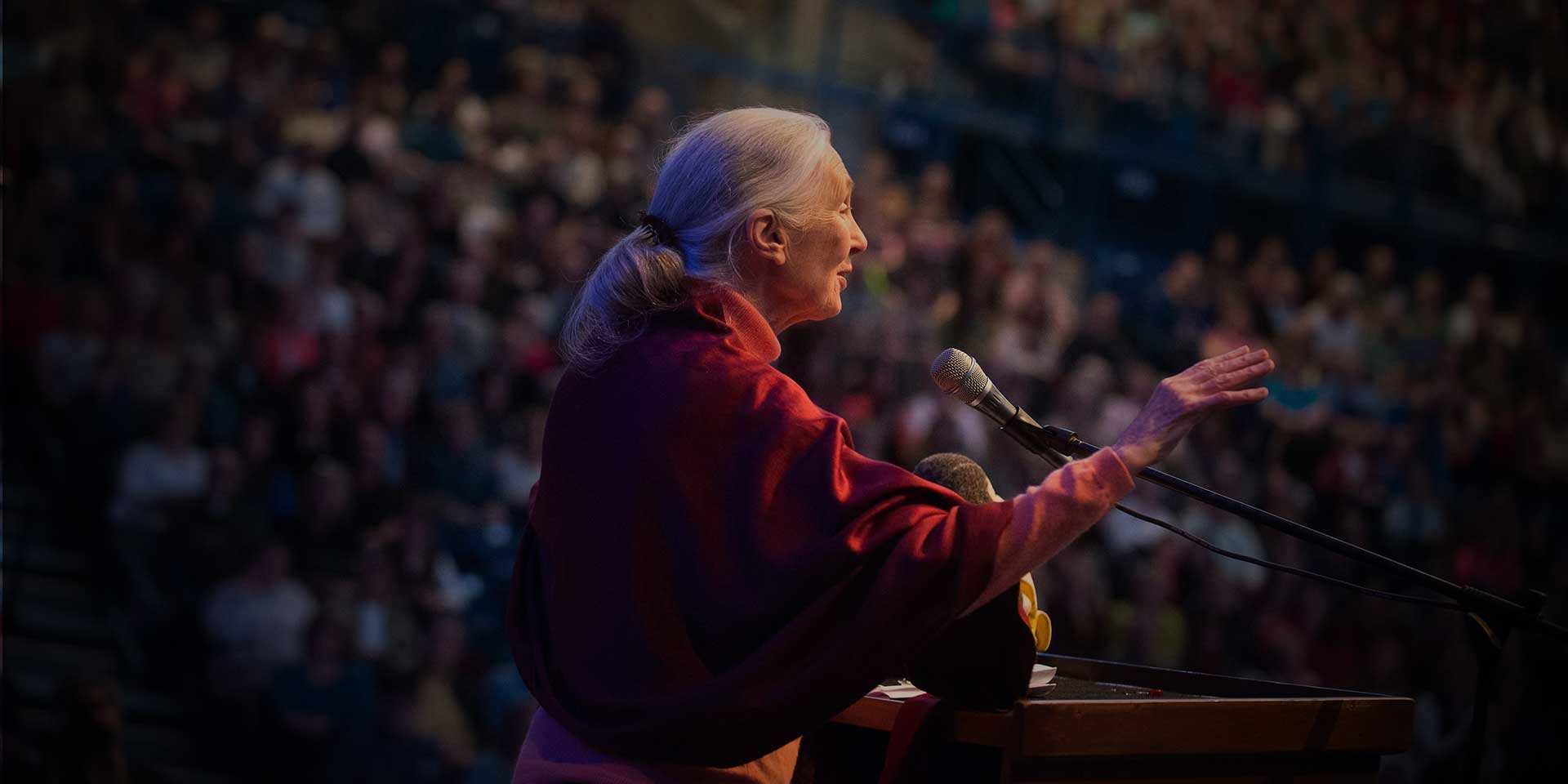 Jane Goodall speaking