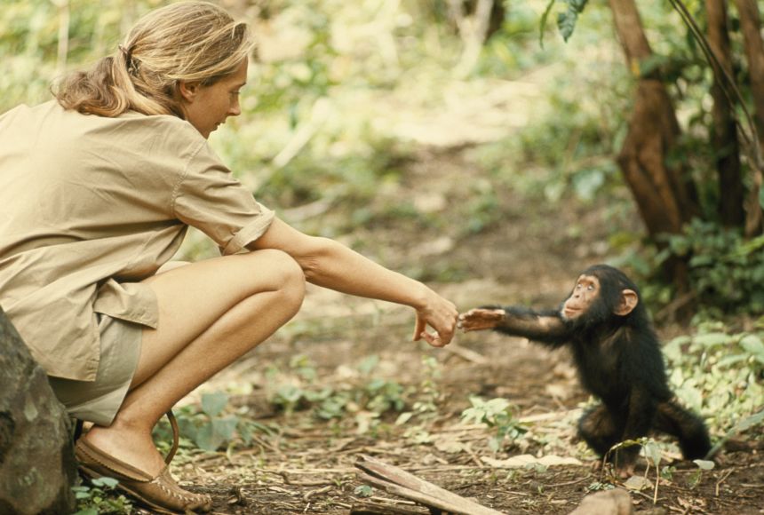 Jane Goodall with chimp